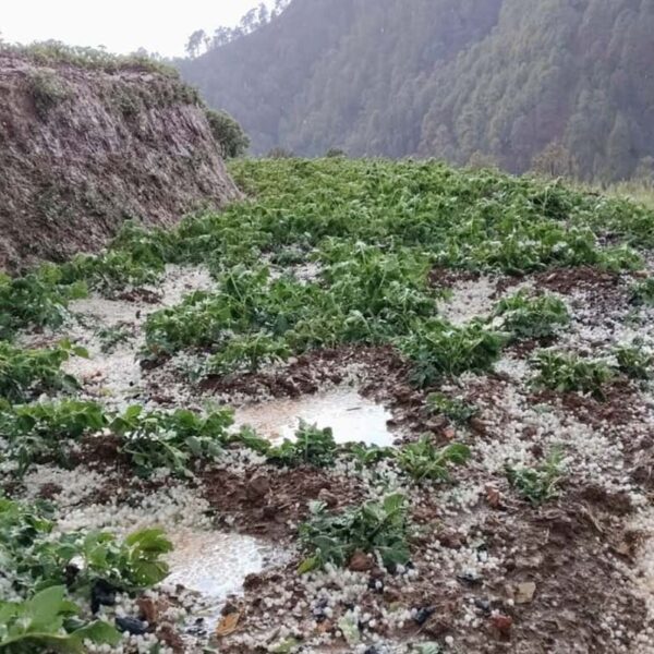 भारी असिनाले बैतडीको मेलौलीमा मकैबालीमा क्षति