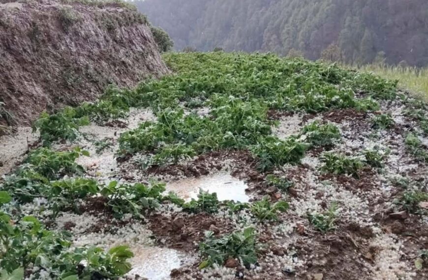 भारी असिनाले बैतडीको मेलौलीमा मकैबालीमा क्षति