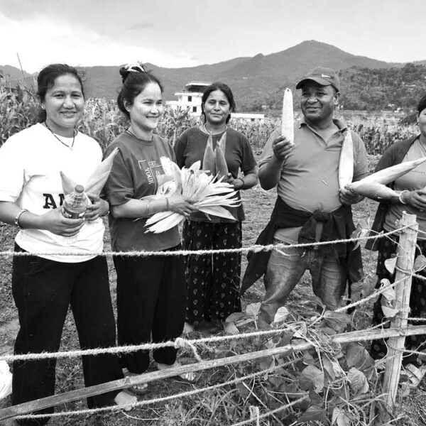 व्यावसायिक मकै खेती उत्साहजनक