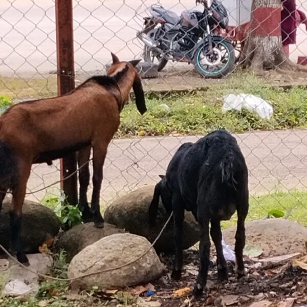 फल्टुँडेबाट खसी चोरेर अत्तरियामा बेच्दै गरेका बोहरा पक्राउ