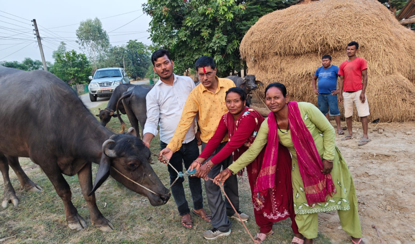 जीविकोपार्जनमा ‘भैँसीपालन कार्यक्रम’ सञ्चालन