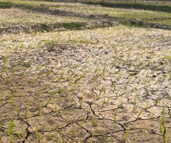 पानी नपर्दा सुक्न थाल्यो धान, चिन्तामा किसान