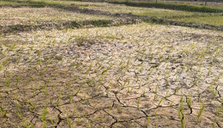 पानी नपर्दा सुक्न थाल्यो धान, चिन्तामा किसान
