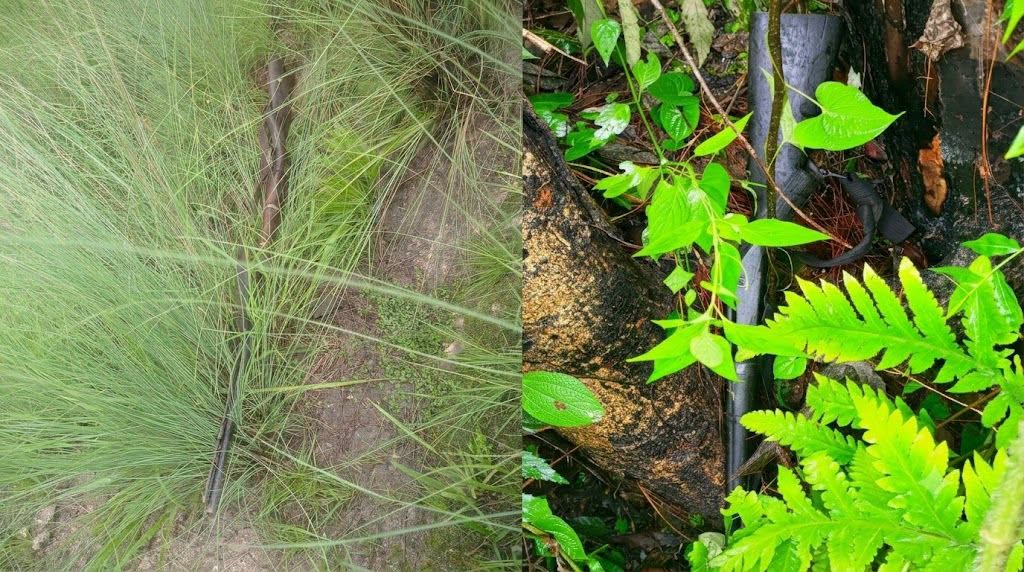 डोटीमा बेवारिसे दुई भरुवा बन्दुक बरामद