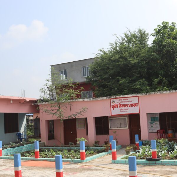 किसानलाई ५० प्रतिशत अनुदानमा फलफूलका बिरुवा