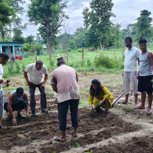 रास्वपा गोदावरीले रोप्यो ३५ सय बिरुवा