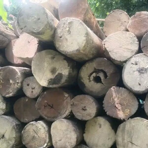 कृष्णपुरमा नियन्त्रणमा लिइएको वैधानिक काठ कसरी बन्यो विवादको विषय?