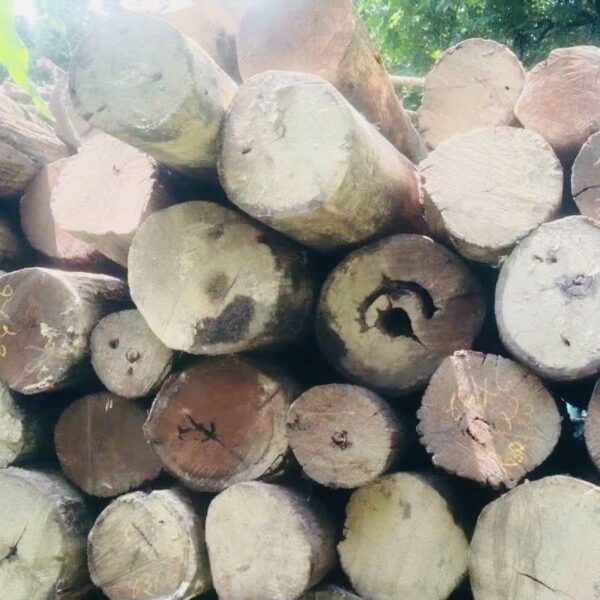 कैलाली–कञ्चनपुरमा वन सीमा विवाद समाधान उन्मुख : काठ–दाउरा सङ्कलन रोकियो, वन अधिकृत बोहोराको सरुवा