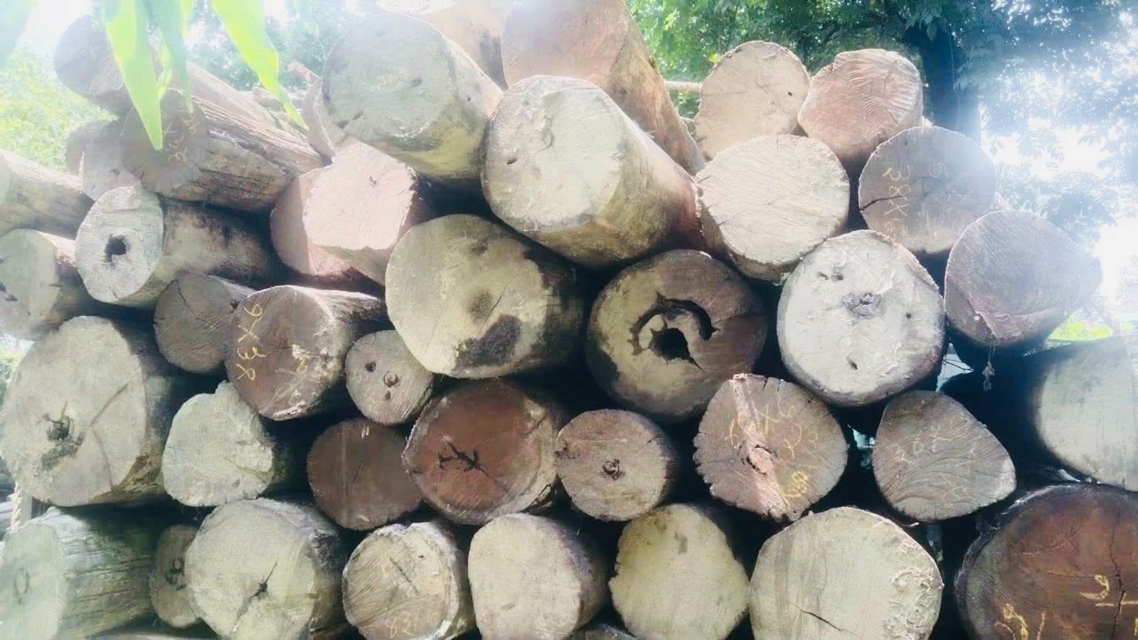 कैलाली–कञ्चनपुरमा वन सीमा विवाद समाधान उन्मुख : काठ–दाउरा सङ्कलन रोकियो, वन अधिकृत बोहोराको सरुवा