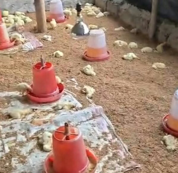 लालपुरमा कुखुरा फार्मभित्र पसेका कुकुरले एक हजार चल्ला मारे, डेढ लाखको क्षति