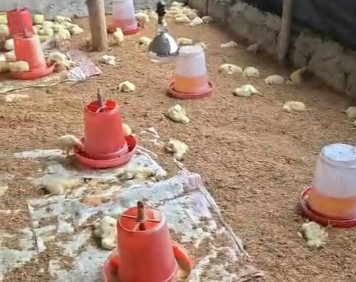 लालपुरमा कुखुरा फार्मभित्र पसेका कुकुरले एक हजार चल्ला मारे, डेढ लाखको क्षति