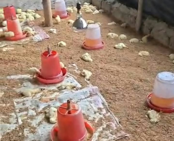 लालपुरमा कुखुरा फार्मभित्र पसेका कुकुरले एक हजार चल्ला मारे, डेढ लाखको क्षति