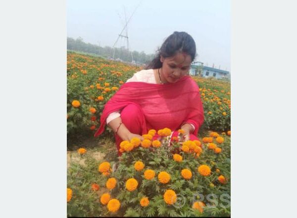 फूलखेतीबाट आत्मनिर्भरसँगै आम्दानी गर्दै धनगढीकी सुशीला