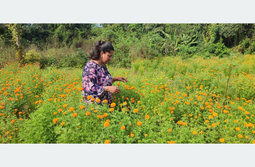 फूलको अग्रिम माग हुन थालेपछि व्यवसायी उत्साहित