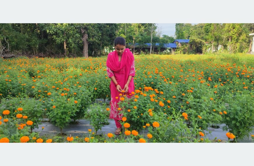 कृषि जेटिएको फूलखेती, परम्परागत खेतीभन्दा दुई गुणा बढी आम्दानी