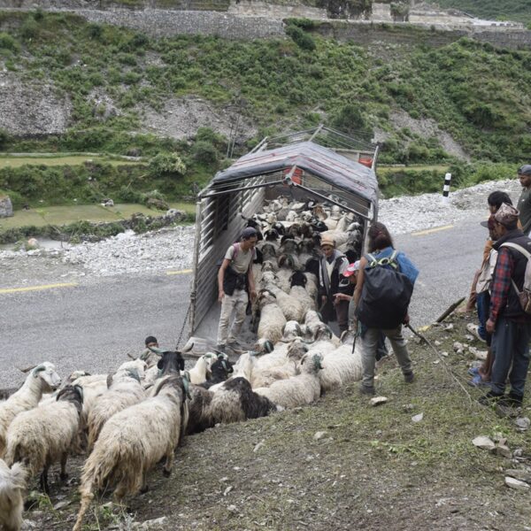 सहरको स्वादका लागि छुट्छ हिमालको दसैँ–तिहार
