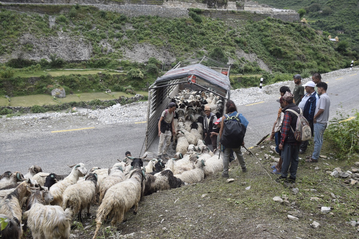 सहरको स्वादका लागि छुट्छ हिमालको दसैँ–तिहार